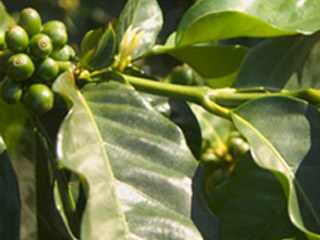커피나무 열매