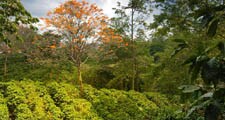 커피나무는 전 세계의 열대 및 아열대 지방에서 재배됩니다.